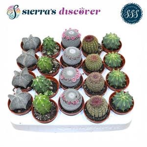 Discover® - Bilbao Cactus Mix (Exclusive)