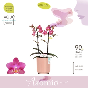 Aromio Floral 2 spike in Molise Salmon Aquo
