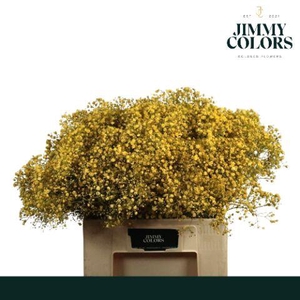 Gyps xlence L60 Yellow