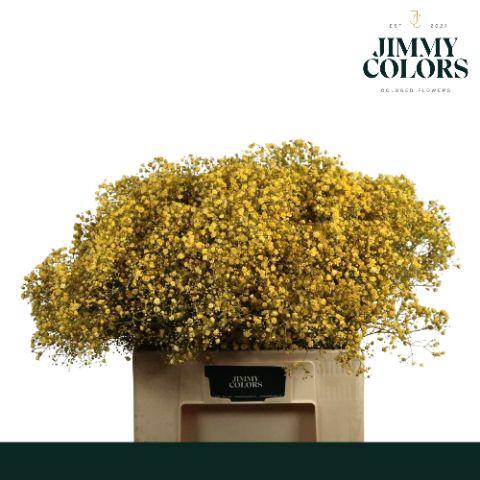 <h4>Gyps xlence L60 Yellow</h4>