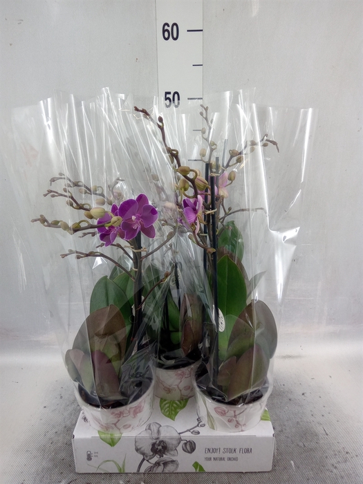 <h4>Phalaenopsis   ...lilac</h4>