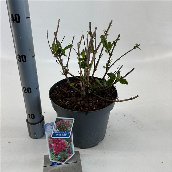 <h4>Buddleja d. Butt. Candy® Little Ruby ('BotEx 006'PBR)</h4>