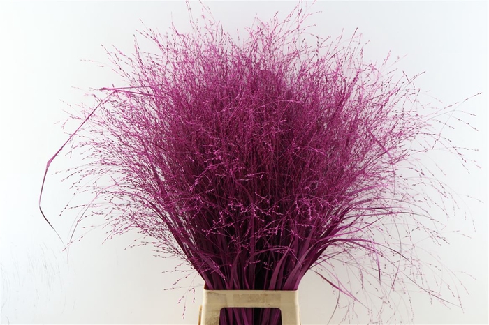 <h4>Siergras Panicum Kbh Cerise P Stem</h4>