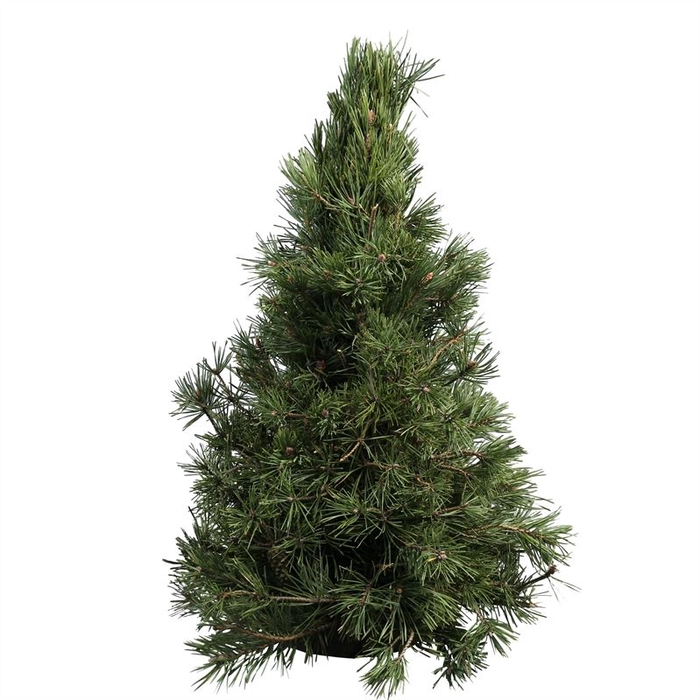 <h4>Kerstboom Kiefer</h4>