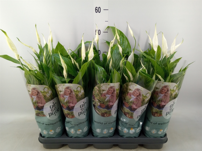 <h4>Spathiphyllum  'Bellini'</h4>