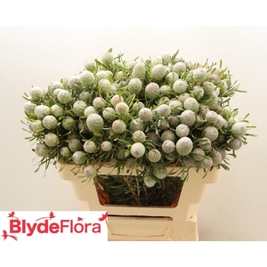 LEUCAD GA AYOBA S PE