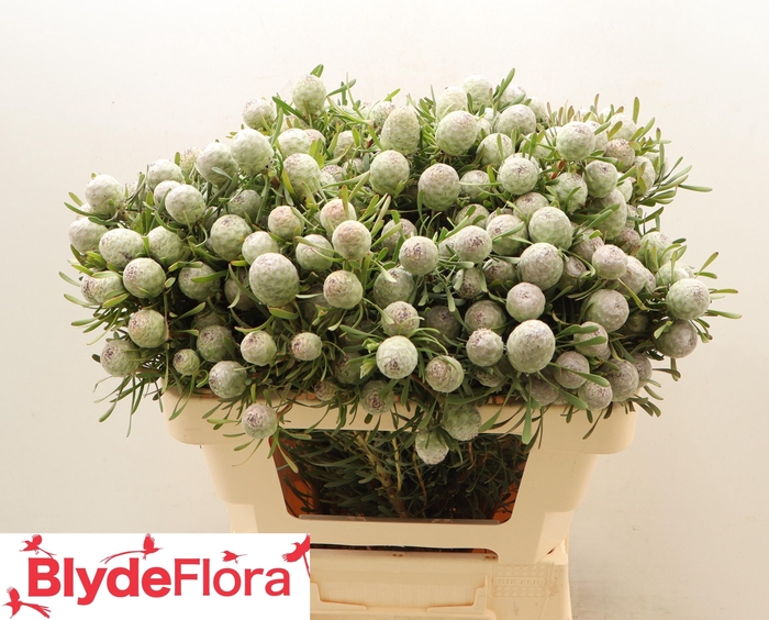 <h4>LEUCAD GA AYOBA S PE</h4>