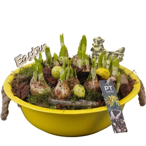 Arr.  Narcissus Tete Tete L%