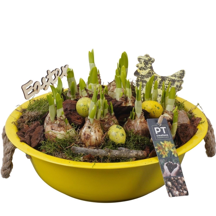 <h4>Arr.  Narcissus Tete Tete L%</h4>