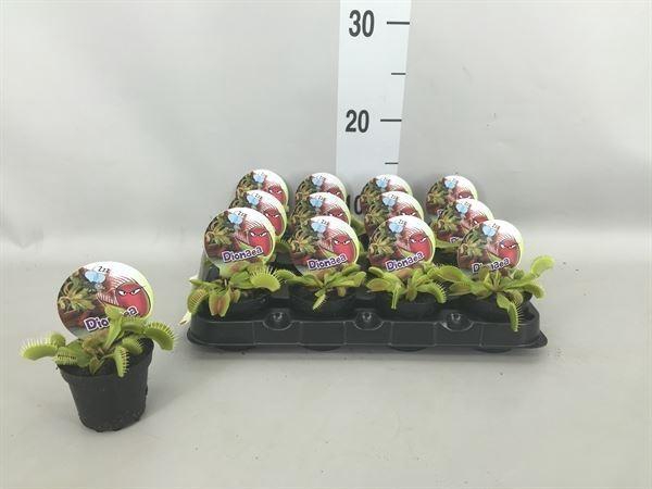<h4>Dionaea muscipula</h4>