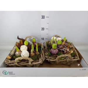 Arr.   Bol/Knolgewas L%