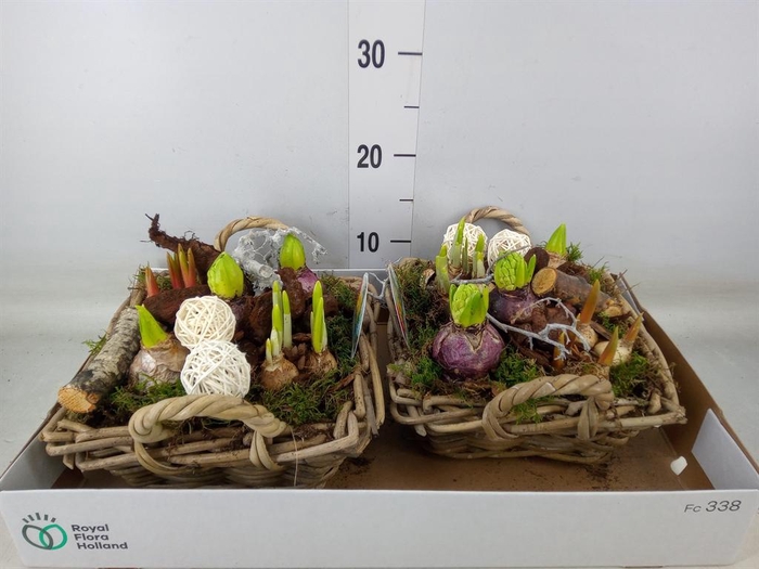 <h4>Arr.   Bol/Knolgewas L%</h4>