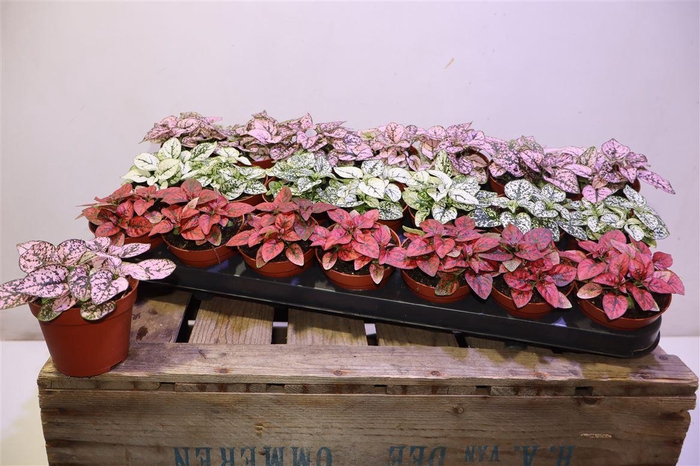 <h4>arr8 Hypoest Gem</h4>