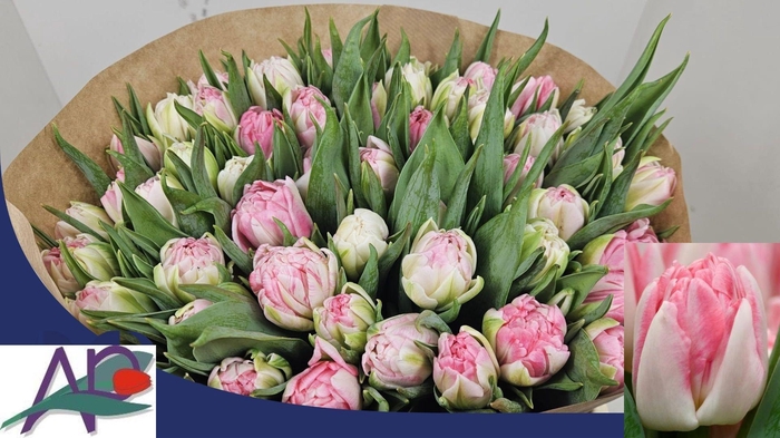 <h4>TU DU FOXTROT</h4>