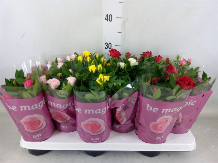 <h4>Rosa  'Beau Monde'   ...mix</h4>