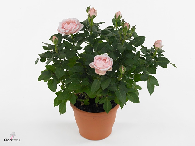 Rosa  'Amorosa Infinity Soft Pink'