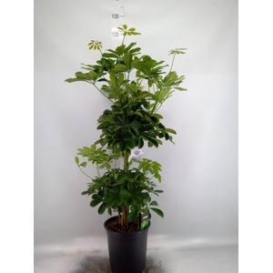 Schefflera arbor. 'Compacta'