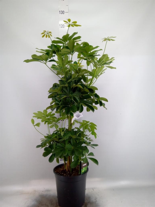 <h4>Schefflera arbor. 'Compacta'</h4>