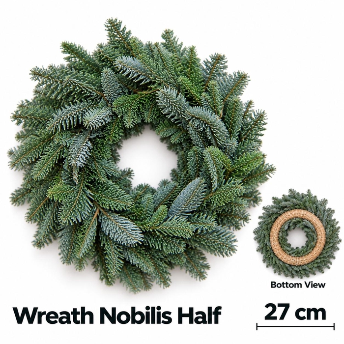 <h4>ABIES NOBILIS BLAUW</h4>