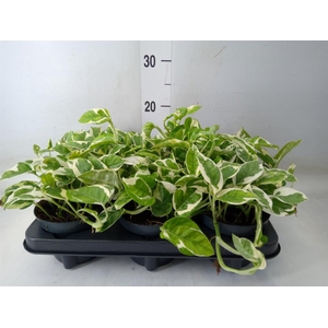 Epipremnum pinn. 'NJoy'