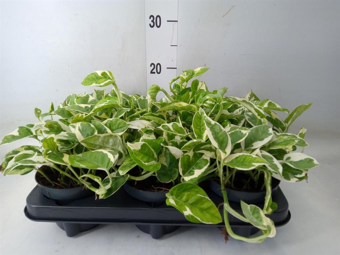 <h4>Epipremnum pinn. 'NJoy'</h4>