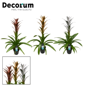 Guzmania Gold, Silver, Bronze mix (Decorum)