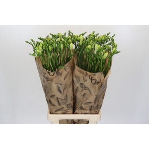 Freesia One White XXL