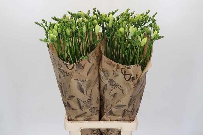 <h4>Freesia One White XXL</h4>