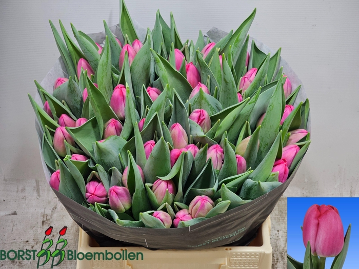 <h4>TU EN ADELANTE</h4>