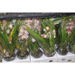 CYMBIDIUM 2 HASTES P18 MIN 2 HA POR RECIPIENTE