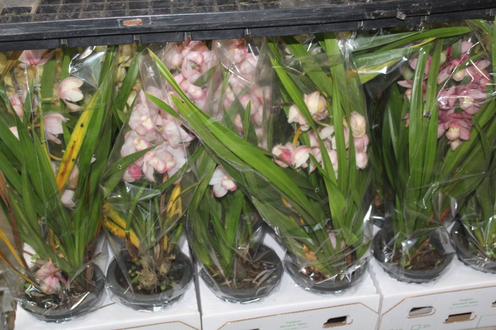 <h4>CYMBIDIUM 2 HASTES P18 MIN 2 HA POR RECIPIENTE</h4>