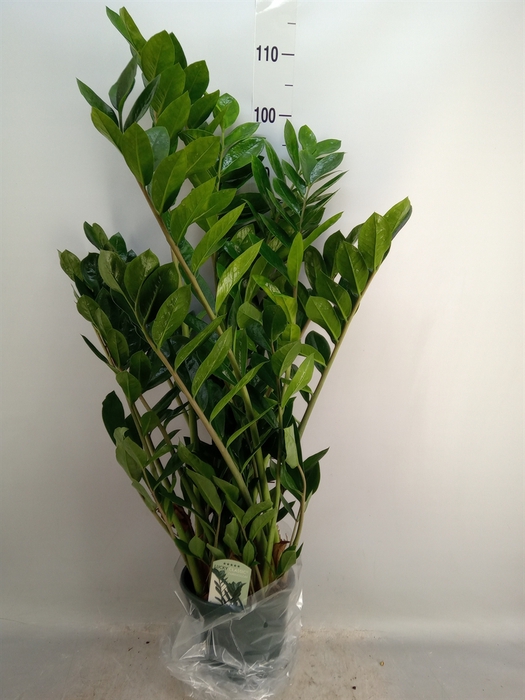 <h4>Zamioculcas zamiifolia</h4>