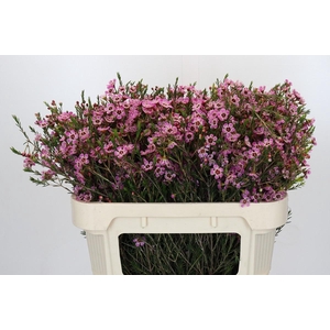 Chamelaucium megalopetalum 'Grand Adi'