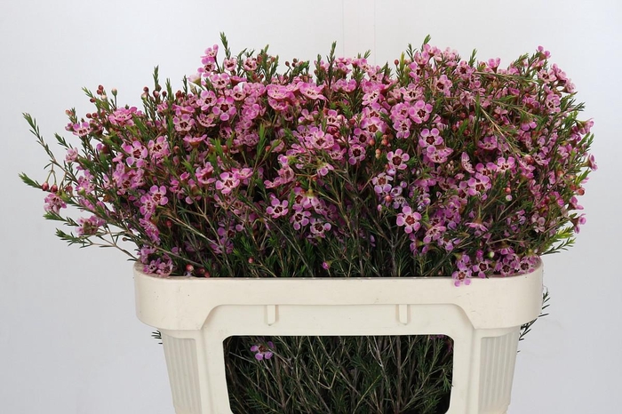 <h4>Chamelaucium megalopetalum 'Grand Adi'</h4>