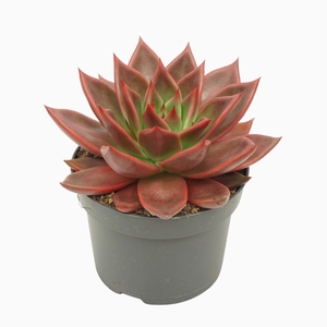 Echeveria