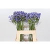 Agapanthus Blue Heaven