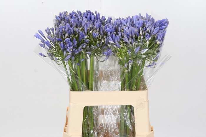 <h4>Agapanthus Blue Heaven</h4>