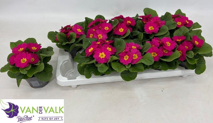 <h4>PRIM AC CAIRO ROSE</h4>