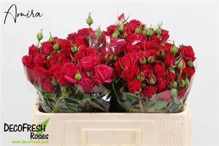 <h4>R Tr Quincy</h4>