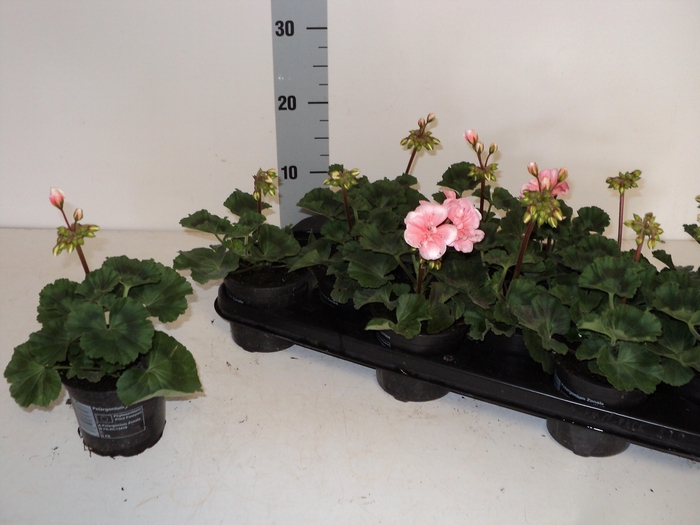 <h4>PEL ZON SA SIZZLE</h4>