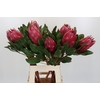 Protea Cynaroides Madiba