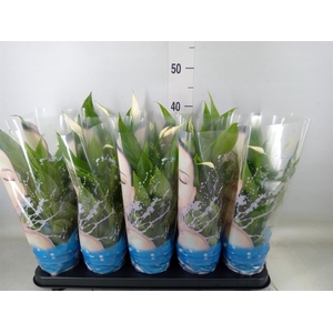 Spathiphyllum  'Alana'