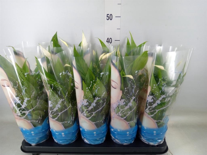 <h4>Spathiphyllum  'Alana'</h4>