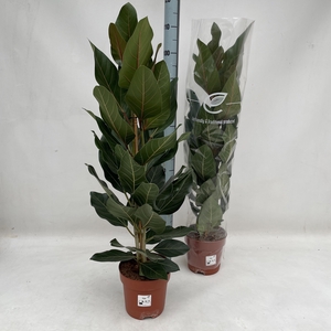 Ficus benghalensis Joy 21Ø 125cm 2pp