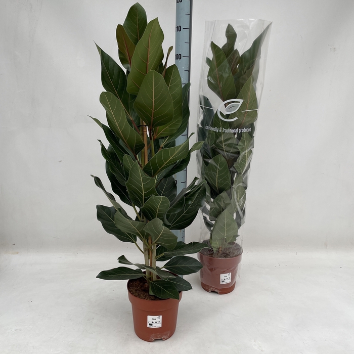 <h4>Ficus benghalensis Joy 21Ø 125cm 2pp</h4>