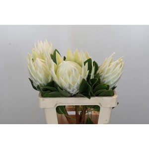 Protea Cyn. Ayoba Arctic Ice