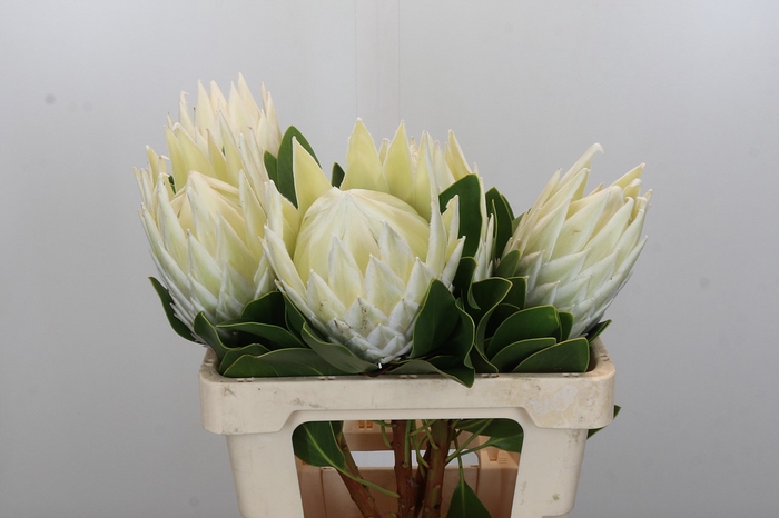 <h4>Protea Cyn. Ayoba Arctic Ice</h4>