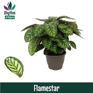 Calathea 32cm Flamestar Rhythm of Nature