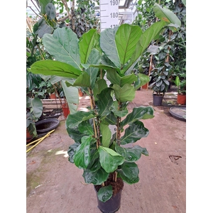 Ficus lyrata