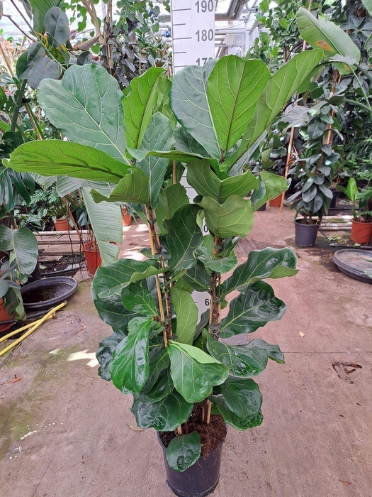 <h4>Ficus lyrata</h4>